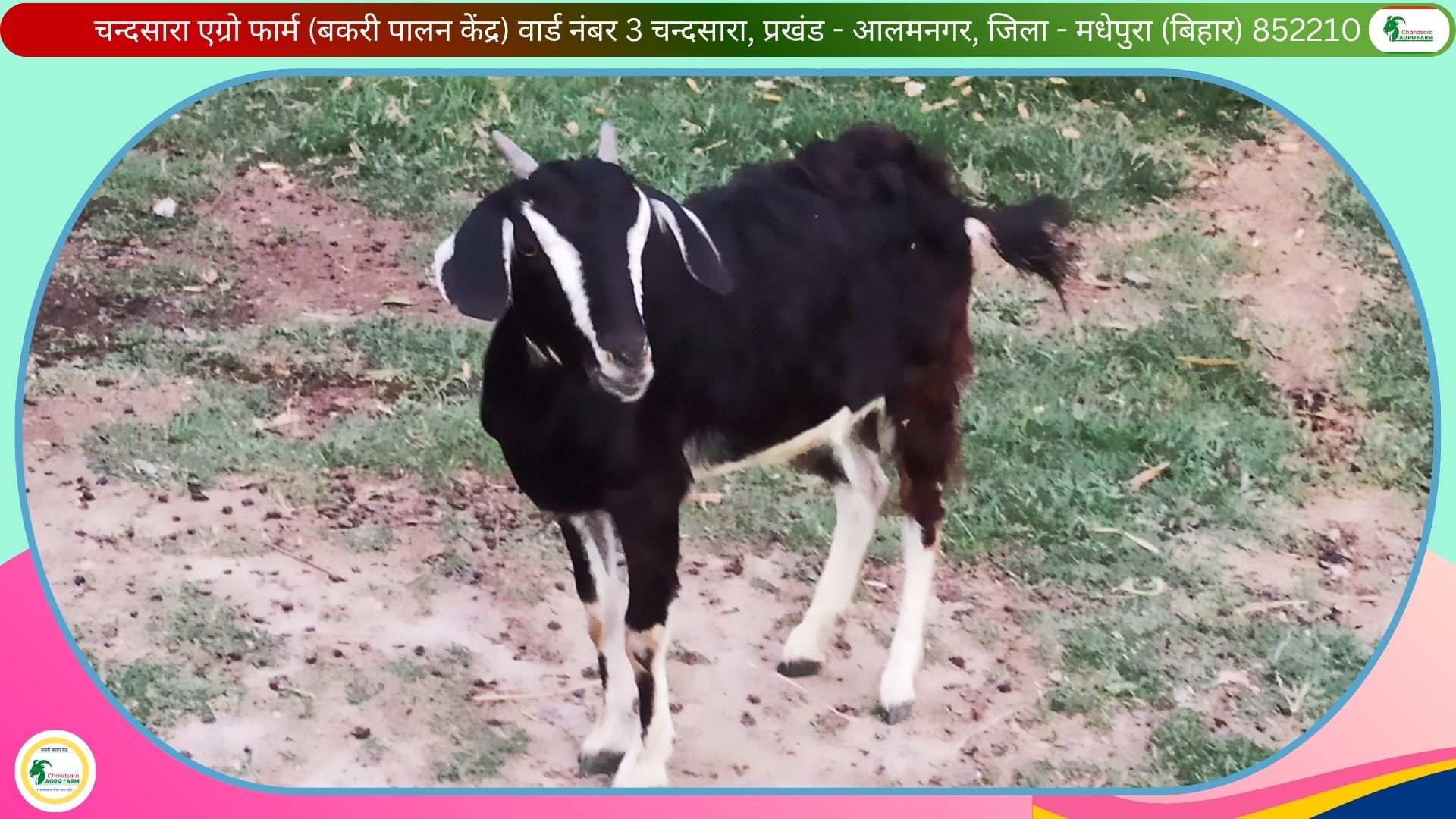 Chandsara Agro Farm (Bakri Palan) 1